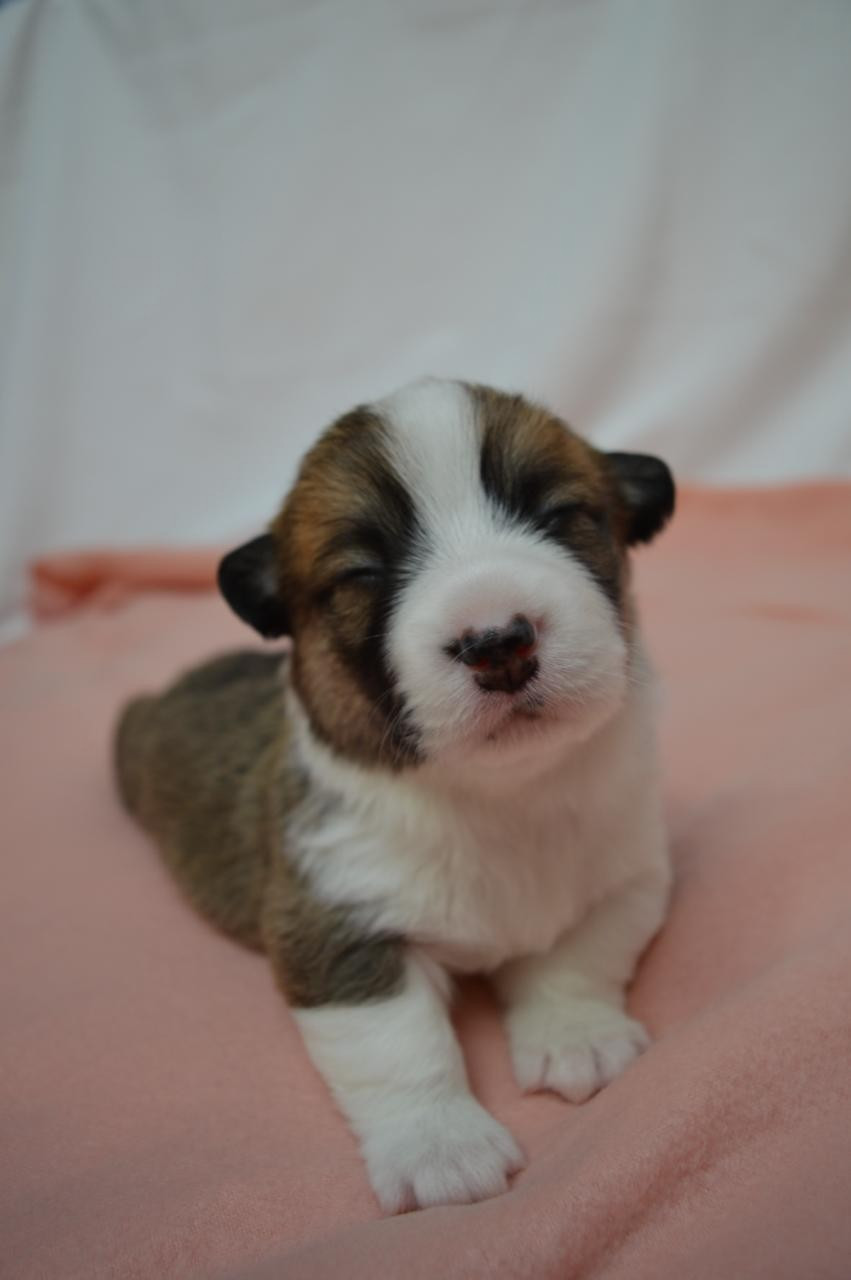 Peppearly's - Chiots disponibles - Welsh Corgi Pembroke