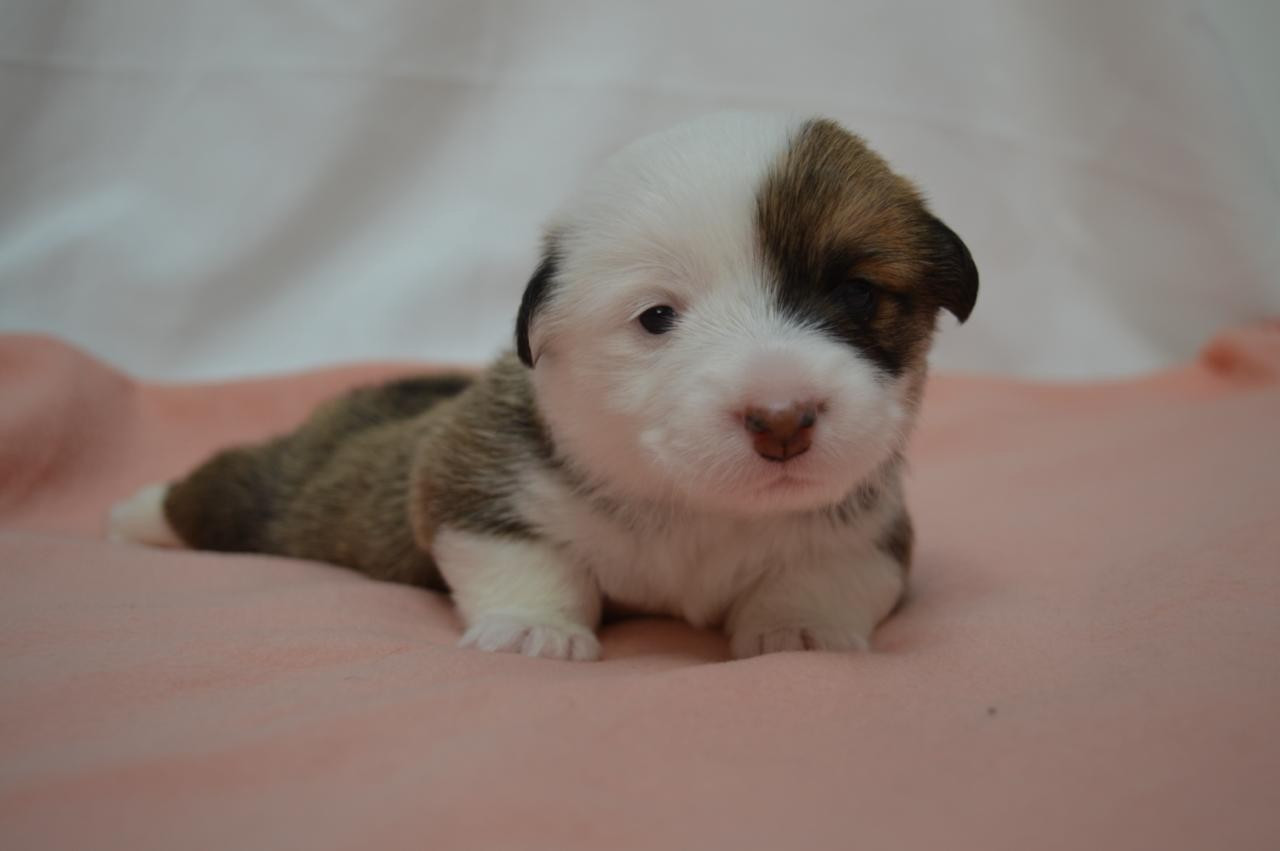 Peppearly's - Chiots disponibles - Welsh Corgi Pembroke